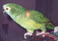 Rudi